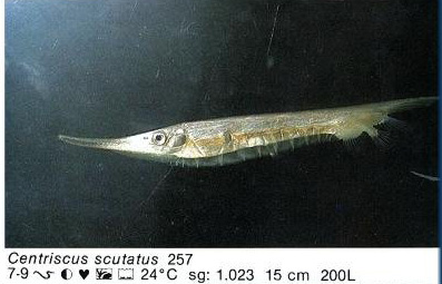 Centriscus scutatus
